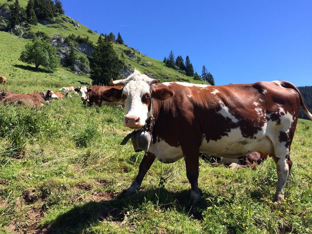 Les Balcons Du Leman Bed and Breakfast Thollon-les-Memises Buitenkant foto